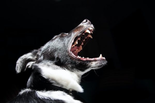 狂犬疫苗能否被保险覆盖？