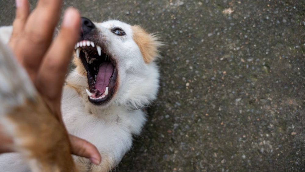 狂犬疫苗在传统医保与高端医疗中的赔付差距