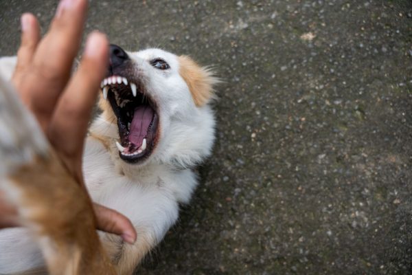 别被咬了才知道：狂犬疫苗在传统医保与高端医疗险中的赔付差距